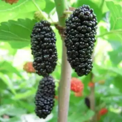 Шелковица ГАЛИЦИЯ в Пинске