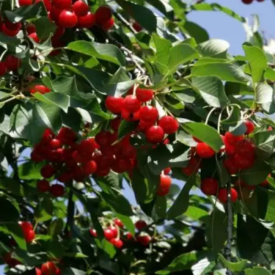 Вишня БРУСНИЦЫНА степная в Пинске