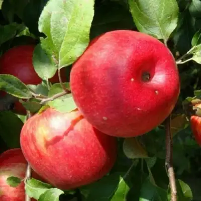 Яблоня ВАЛЕРИЯ в Пинске