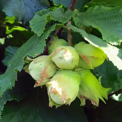 Фундук ТАМБОВСКИЙ РАННИЙ в Пинске