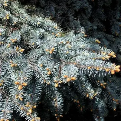 Ель НАНА сизая в Пинске