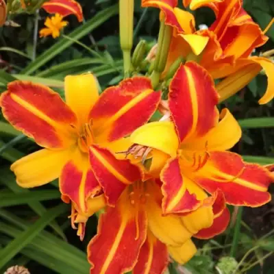 Лилейник ФРАНС ХАЛС в Пинске