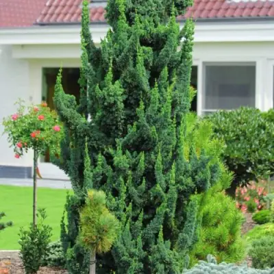 Кипарисовик ВИСЕЛЛИ лавсона в Пинске