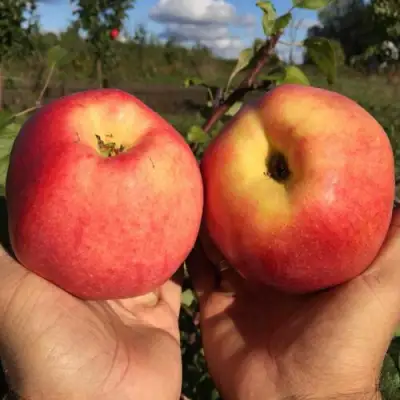 Яблоня КОВРОВОЕ стелющаяся в Пинске