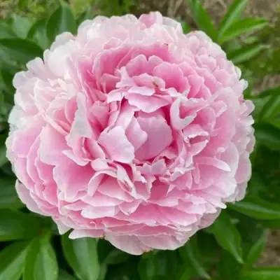 Пион КАТРИН ФОНТЕЙН травянистый в Пинске