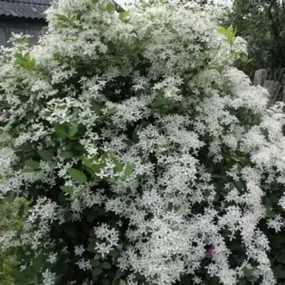 Клематис МАНЬЧЖУРСКИЙ в Пинске