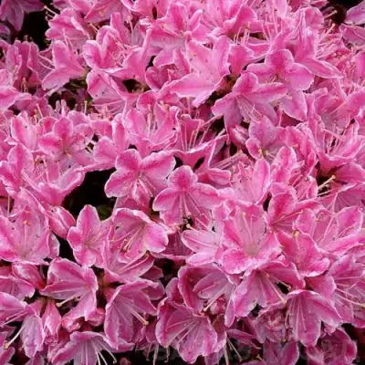 Азалия КЕРМЕСИНА РОУЗ японская в Пинске