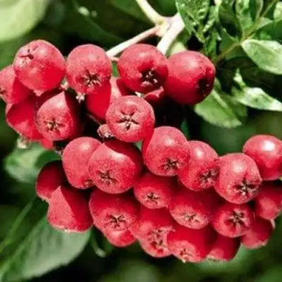 Рябина МОРАВСКАЯ сладкоплодная в Пинске