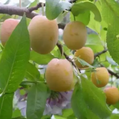 Слива УТРО в Пинске