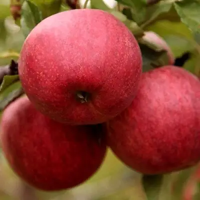 Яблоня ГАЛА ШНИГА в Пинске