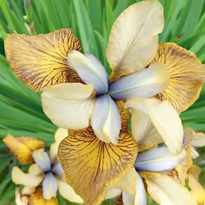 Ирис ФЛАЙИНГ ФИДДЛЗ сибирский в Пинске