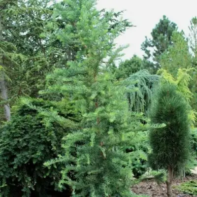 Лиственница КЕМПФЕРА в Пинске