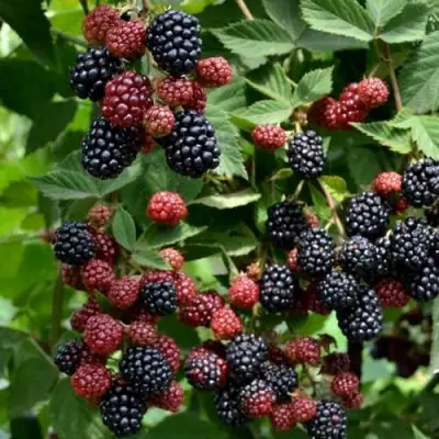 Ежевика РУБЕН ремонтантная  в Пинске