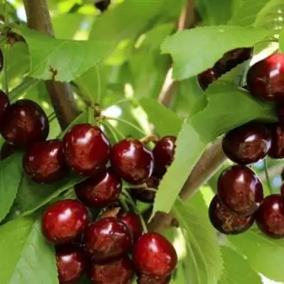 Черешня ИПУТЬ в Пинске