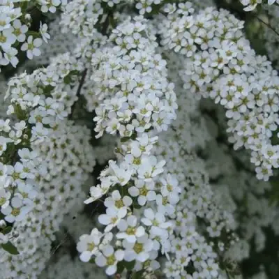 Спирея АРГУТА в Пинске