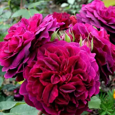 Роза МАНСТЕД ВУД английская в Пинске