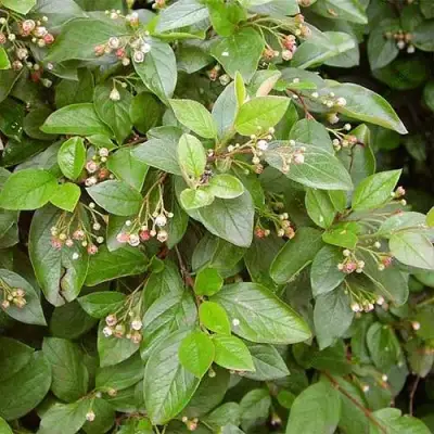 Кизильник блестящий в Пинске