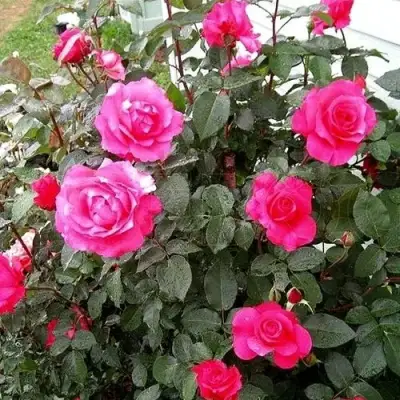 Роза МАЛИНОВЫЙ ЗВОН чайно-гибридная в Пинске