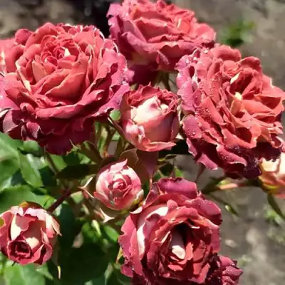 Роза ТИРАМИСУ спрей в Пинске