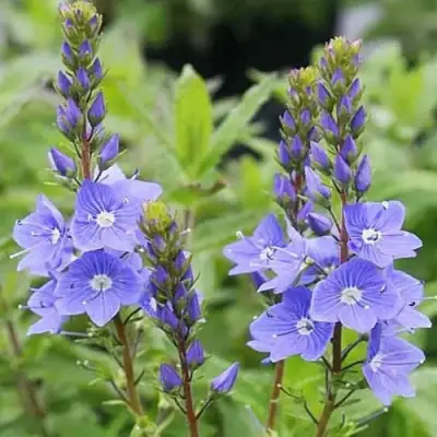 Вероника РОЯЛ БЛЮ большая в Пинске