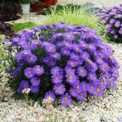 Астра ЛЕДИ ИН БЛЮ в Пинске