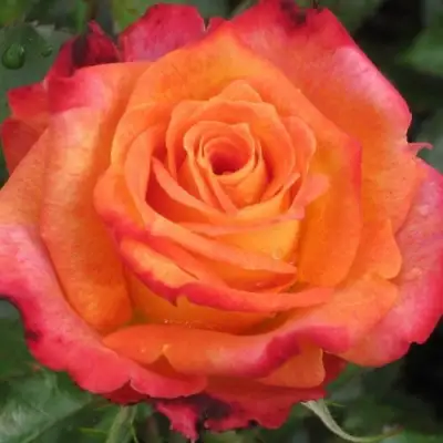 Роза ВАУ чайно-гибридная в Пинске