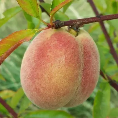 Персик ЕЛГАВСКИЙ в Пинске