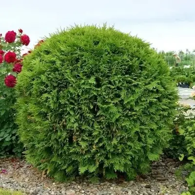 Туя ВУДВАРДИ западная в Пинске