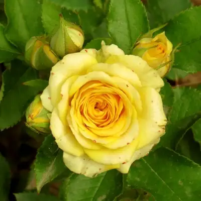 Роза САН СИТИ спрей в Пинске