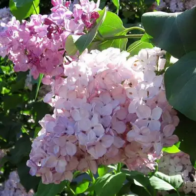 Сирень ГОРТЕНЗИЯ в Пинске