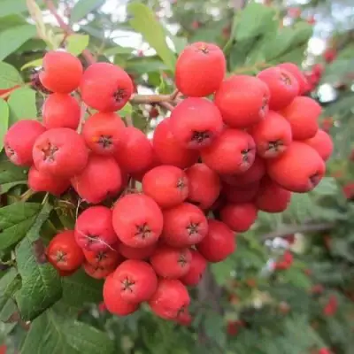 Рябина НЕВЕЖИНСКАЯ сладкоплодная в Пинске