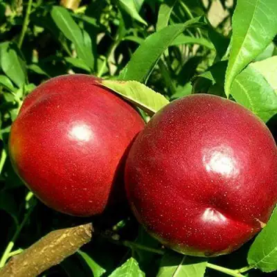 Нектарин НЕКТАРЕД-4 в Пинске