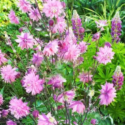 Аквилегия БАРЛОУ ПИНК гибрид МакКаны в Пинске