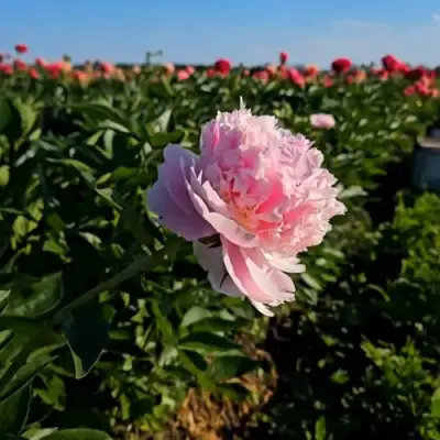 Пион ИМПЕРАТОРСКАЯ НАЛОЖНИЦА древовидный в Пинске