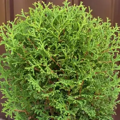 Туя ХОЗЕРИ западная в Пинске