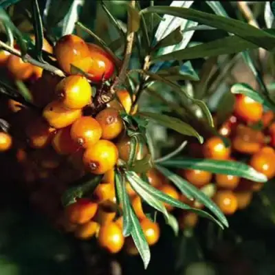 Облепиха ДАР КАЗАКОВУ в Пинске