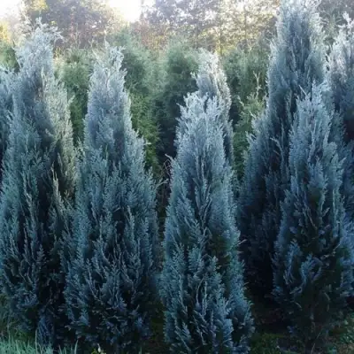 Кипарисовик ДАРТС БЛЮ РИББОН лавсона в Пинске