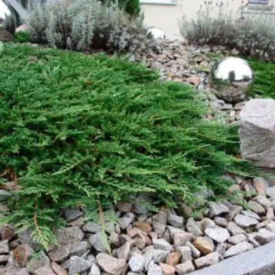 Можжевельник ПРИНЦ ОФ УЭЛЬС горизонтальный в Пинске