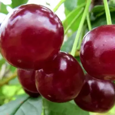 Вишня ГРИОТ БЕЛОРУССКИЙ в Пинске