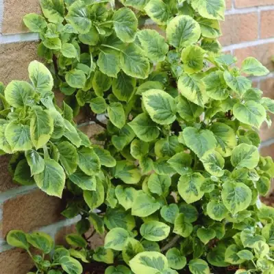 Гортензия МИРАНДА черешковая в Пинске