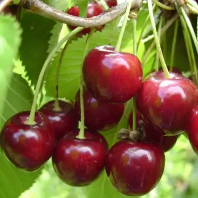 Вишня ХАРИТОНОВСКАЯ в Пинске