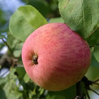 Яблоня МЕЛБА в Пинске