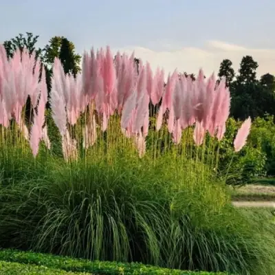 Кортадерия розовая (пампасная трава) в Пинске