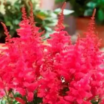 Астильба ЮНИК КАРМИН гибридная в Пинске