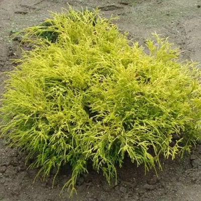 Кипарисовик ГОЛДЕН МОП горохоплодный в Пинске