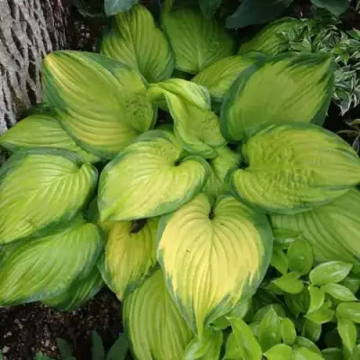 Хоста СТЕЙНД ГЛАСС гибридная в Пинске