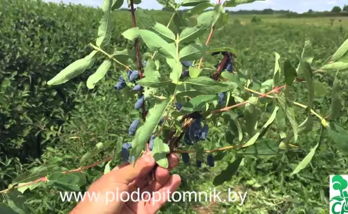 Превью видео