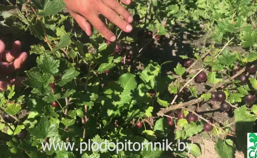 Превью видео