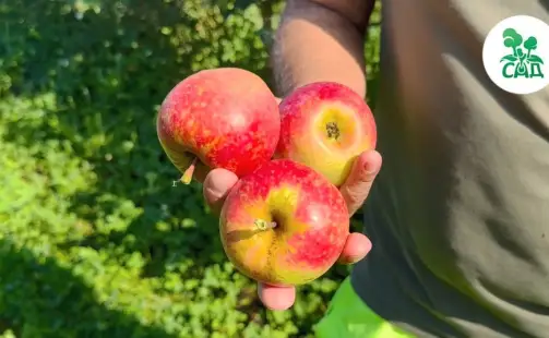 Превью видео