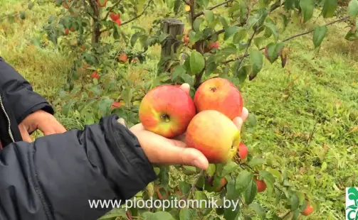 Превью видео